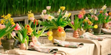 De flesta tulpaner vi ser kommer från Sverige och vi köper flest i världen