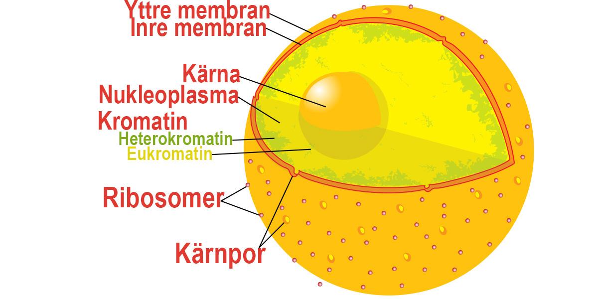 En cell. Våra celler förlitar sig på cellernas proteinmaskiner, ribosomer, forskare har funnit att nukleolär stress gör att cellernas förmåga att producera nya proteiner minskar, något som kan påverka vårt åldrande.