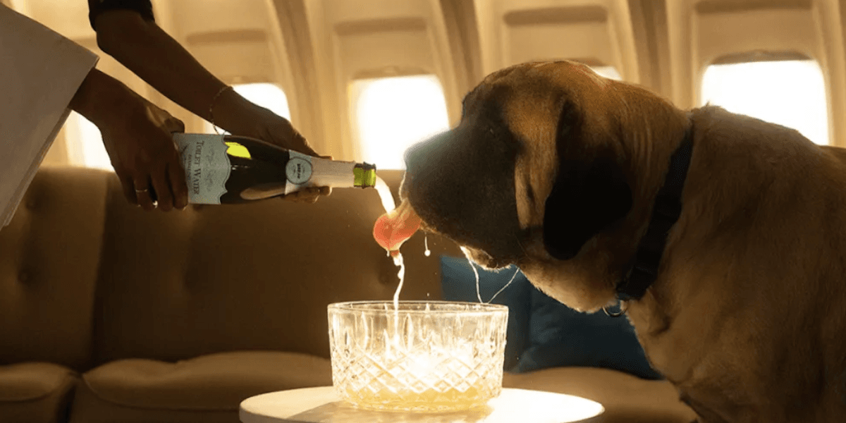 Det är First Class som gäller för hundar när de flyger med Bark Air.