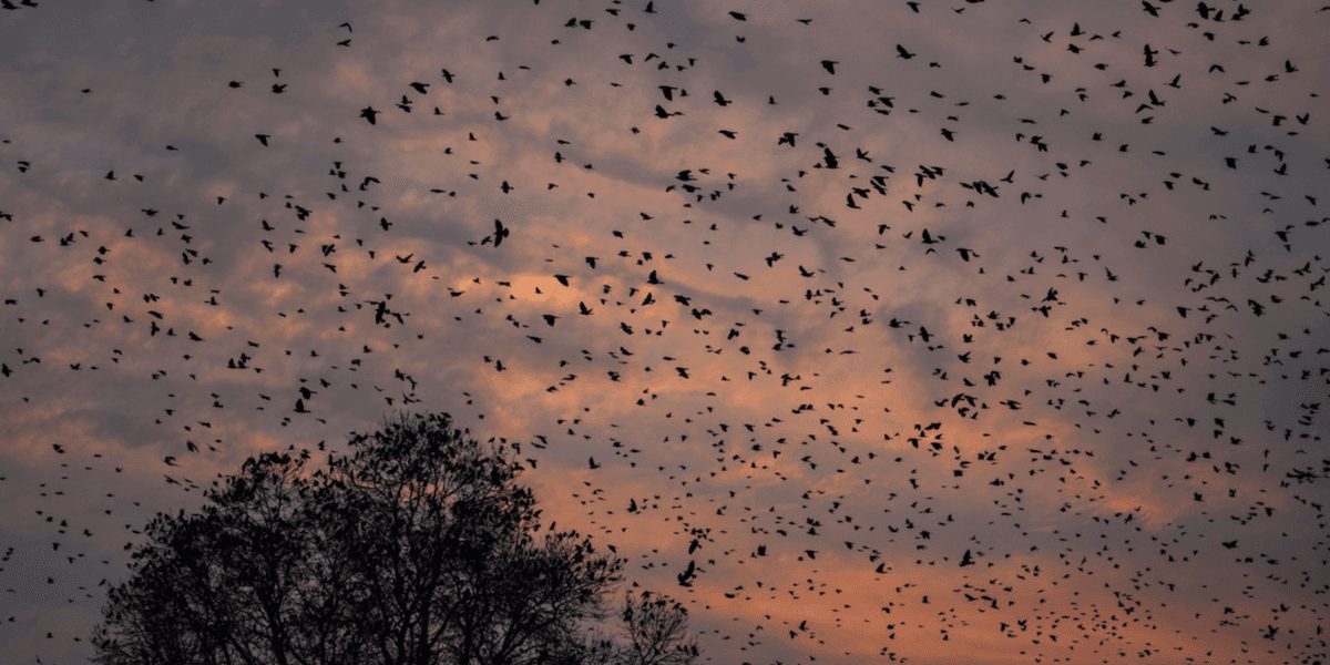 Fågelkollisioner sker ofta. bild på flock med fåglar.