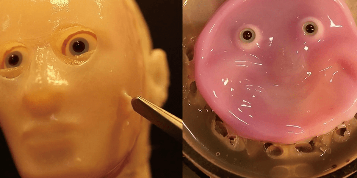 Från vänster: En 3D-ansiktsform täckt med levande hud; en 2D-ansiktsrobot med levande hud som ler genom aktivering via förankringar. (Foton: Takeuchi et al via Tokyos universitet)