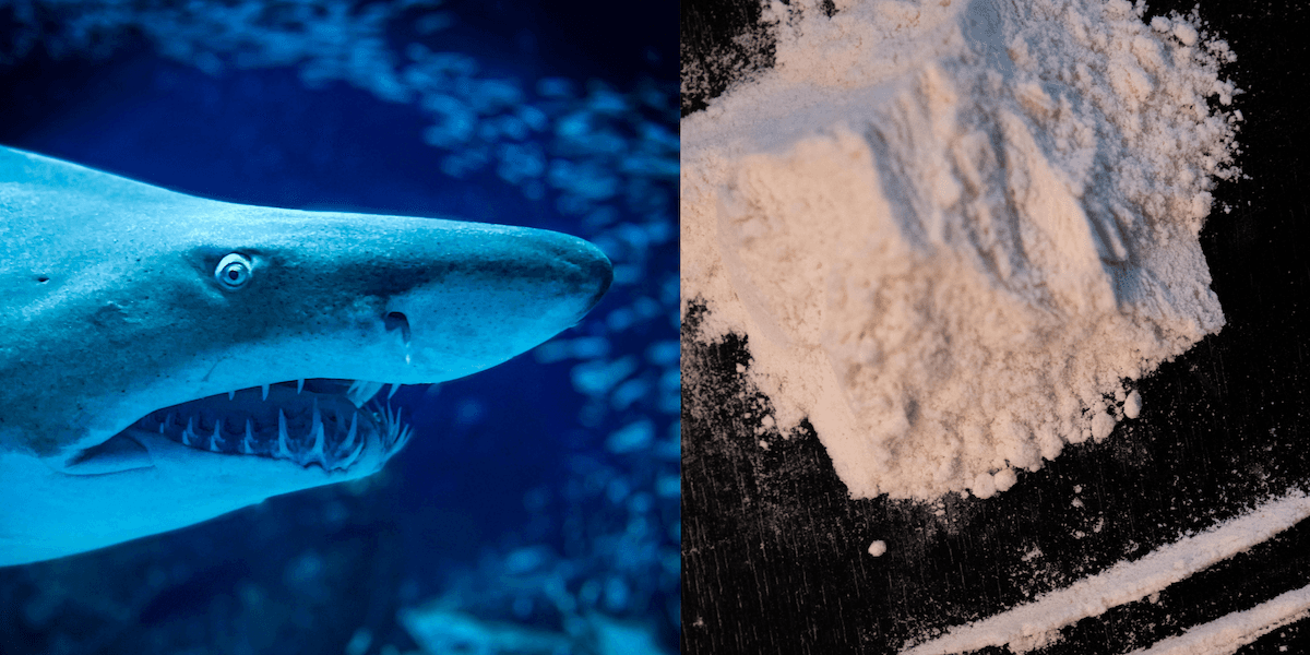 13 hajar har testat positivt för kokain.