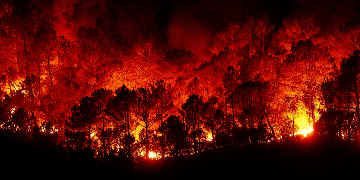 En man med dåligt omdöme satte eld på 36 hektar. (Foto: Getty Images)