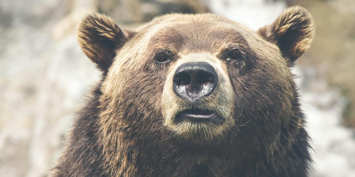 Bilden föreställer en björn. När börsen står stilla eller går ned kallas det björnmarknad. Är vi på väg mot en sån?
