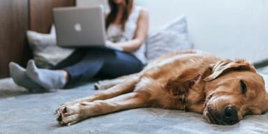 Bild på hund som sover och kvinna som jobbar hemifrån. Millennials och Gen Z är två generationer som väljer hund framför bra lön.