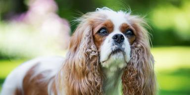 Djurförsäkringsbolaget Lassie går med plus och expanderar i Tyskland och Frankrike.