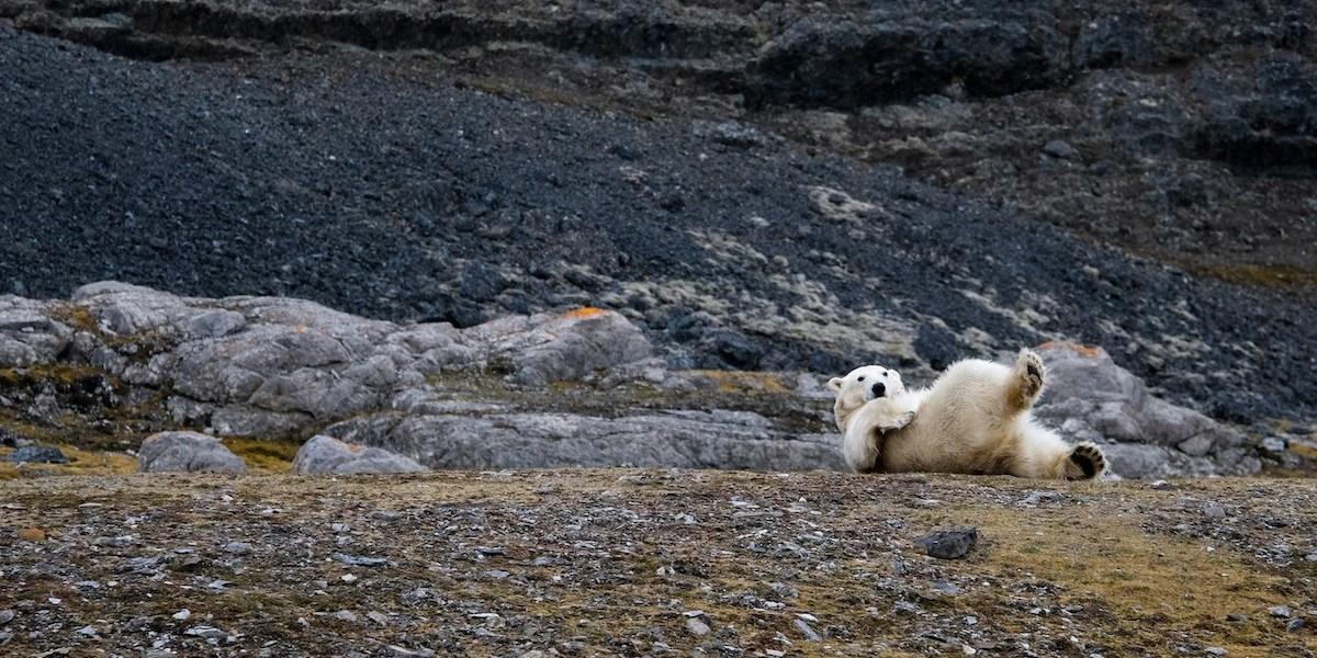 Isbjörnar är en vanlig syn i Svalbard, som dock inte hamnar på några menyer.