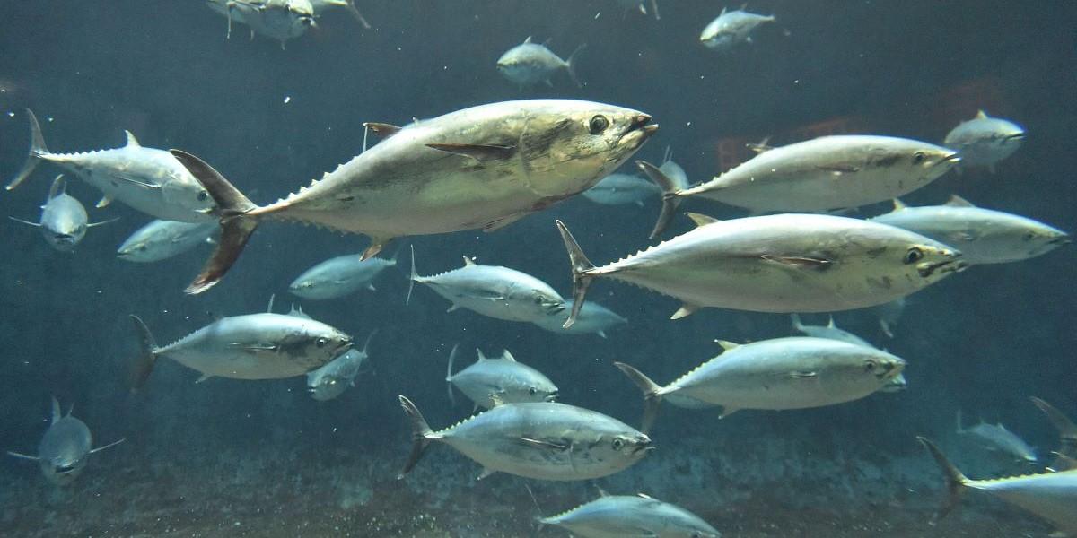 Kritik mot dykturism med odlad tonfisk