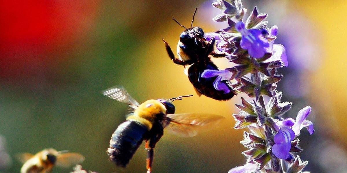 Luftföroreningar hotat bin och insekters pollinering