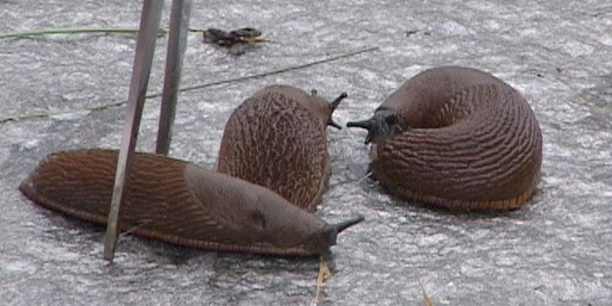 Så kan du tillreda mördarsniglar