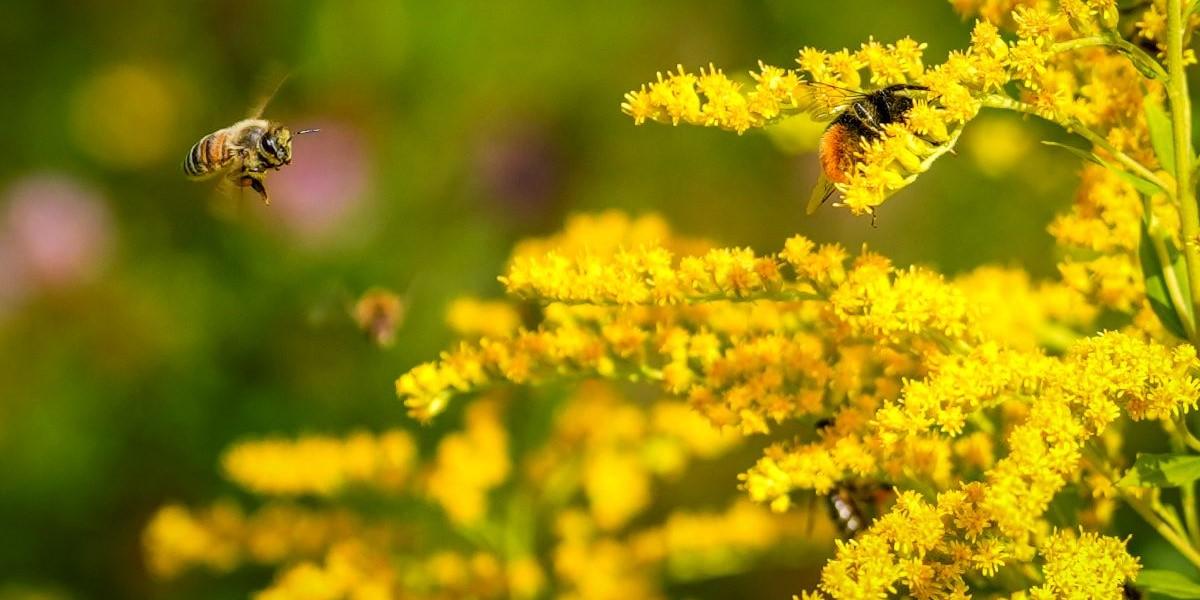 Ingen minskning av insekter i Sverige