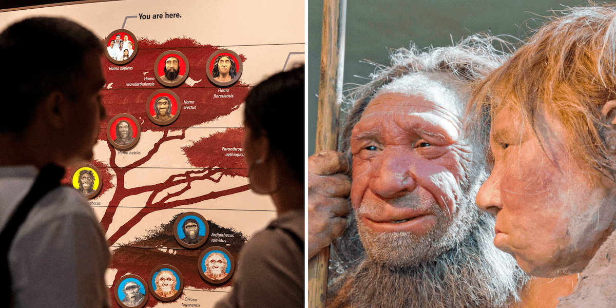 därför försvann neandertalarna