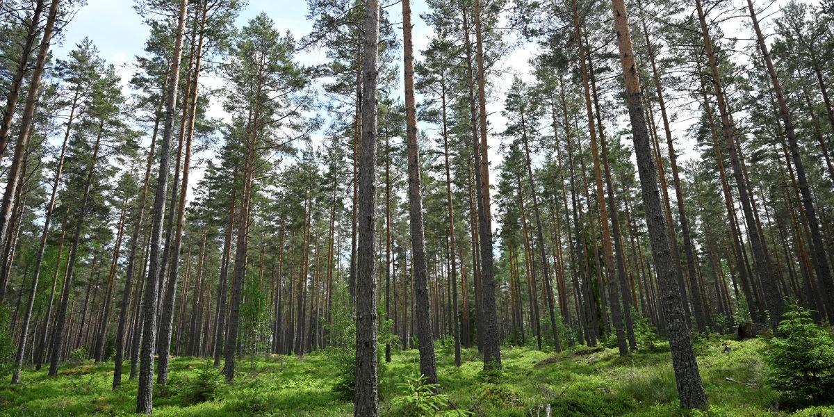 DNB höjer sin riktkurs för svenska skogsbolaget Billerud vilket får aktien att bli en av Stockholmsbörsens stora vinnare för dagen.