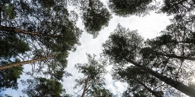 Skogen växer långsammare i Sverige