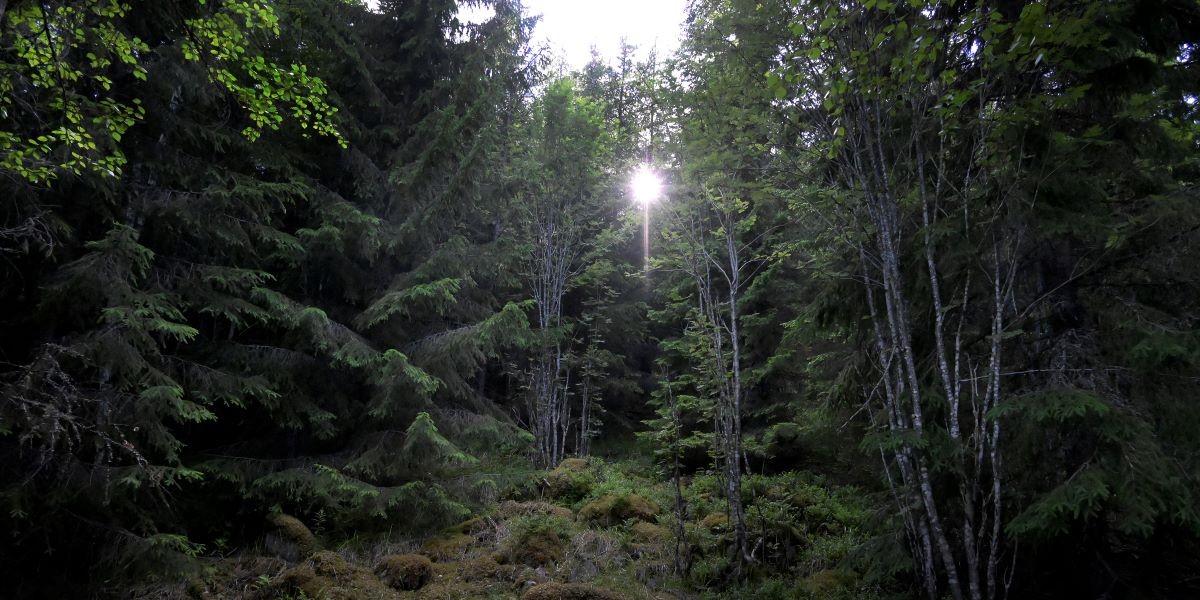 Nya krav - kyrkan måste sköta skogen bättre