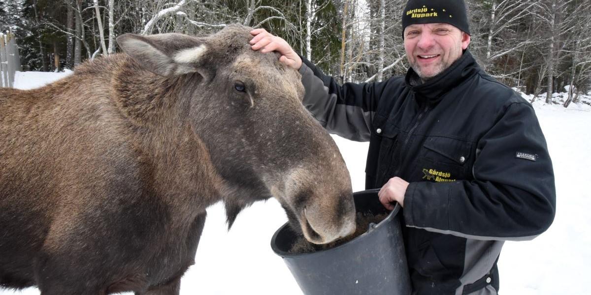 Älgar mitt i den mest hektiska tiden på året