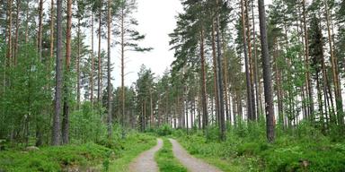 Skogen rör sig i takt med global uppvärmning