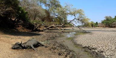 Torka ger brist på el i Zambia - nationell katastrof