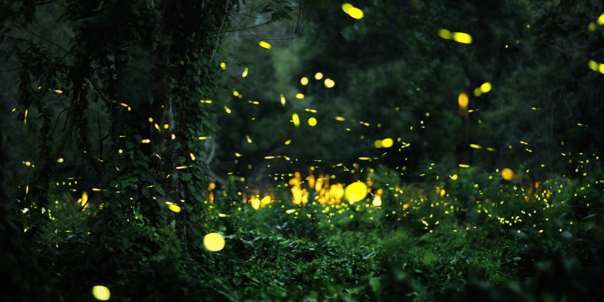 Det finns inga bilder på bilen så ni får en på riktiga fireflys. (Foto: Getty Images)