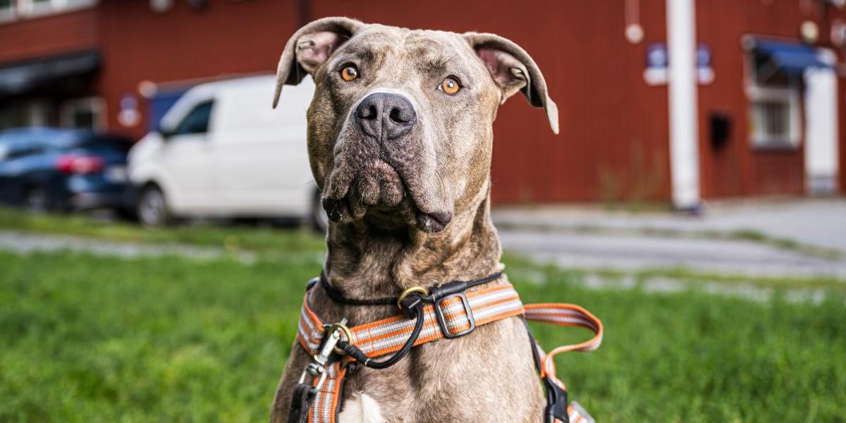 På bilden en hund av blandrasen American Bully.