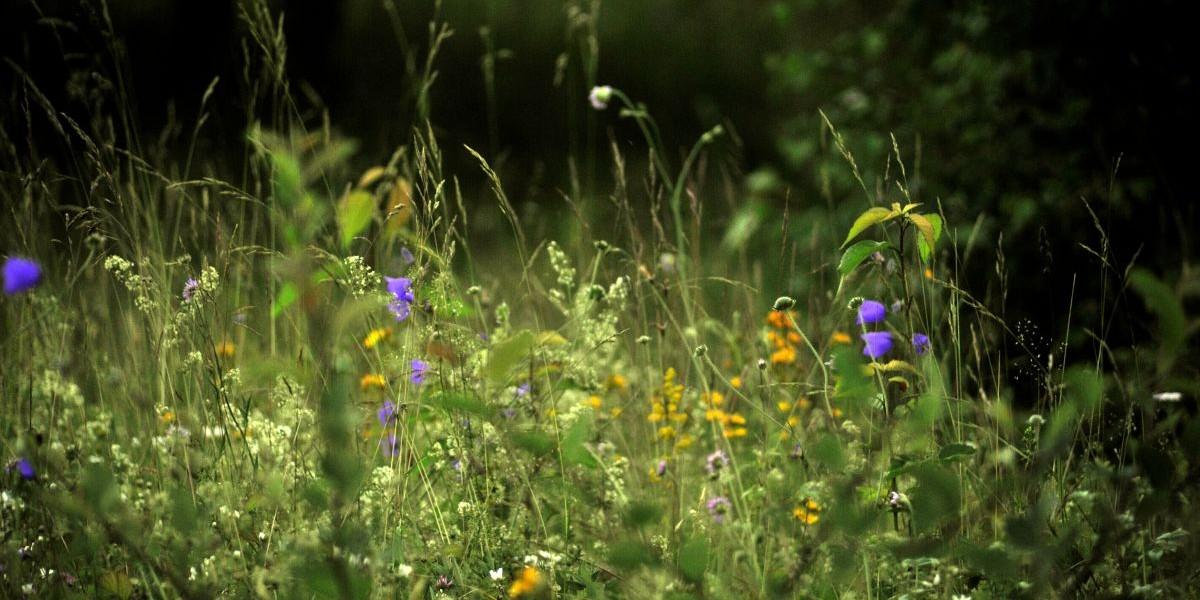 Spelet i naturen - så lockar de till sig hanar