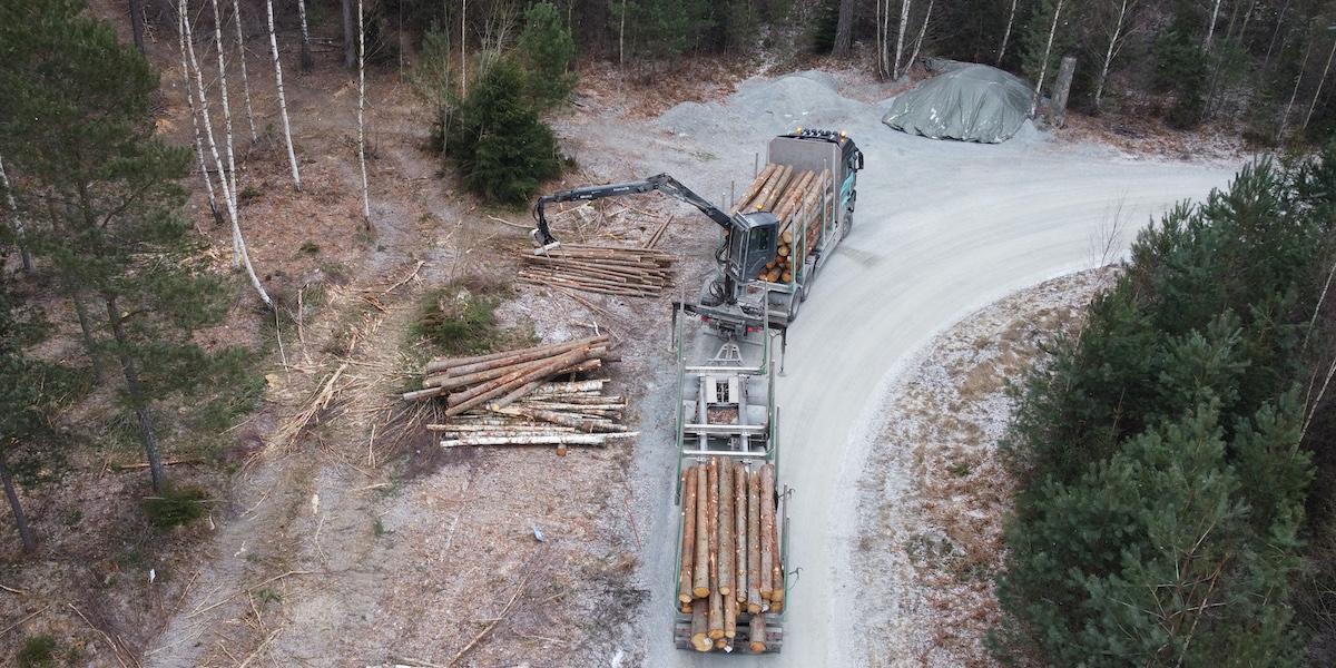 Avverkning skog