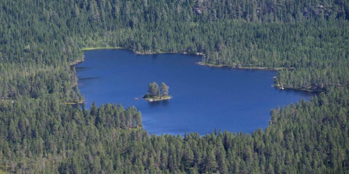 Ska skanna all svensk skog